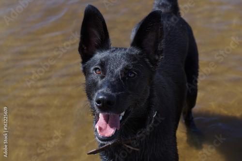 A black dog stands in the water and looks up, an open muzzle, a sticking out tongue