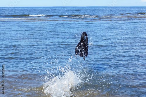 Black dog jumps into the water with a running start, spray © morelena