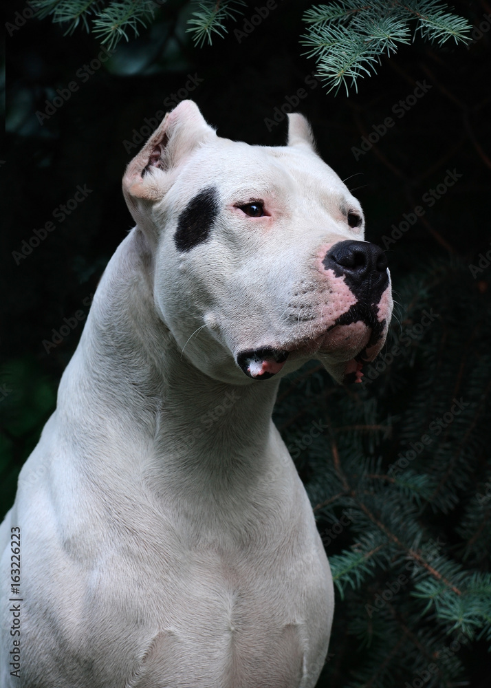 Portrait of a powerful Dogo Argentino in fir-trees