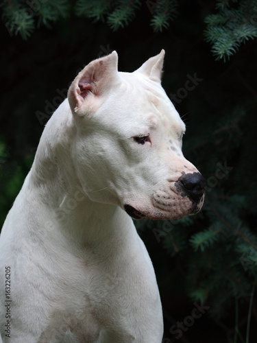 Portrait of a beautiful white Dogo Argentino in fir-trees