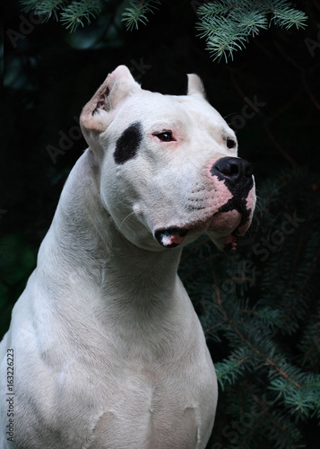 Obraz na płótnie Portrait of a powerful Dogo Argentino in fir-trees w salonie