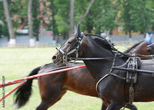 Portrait of a horse trotter breed in training