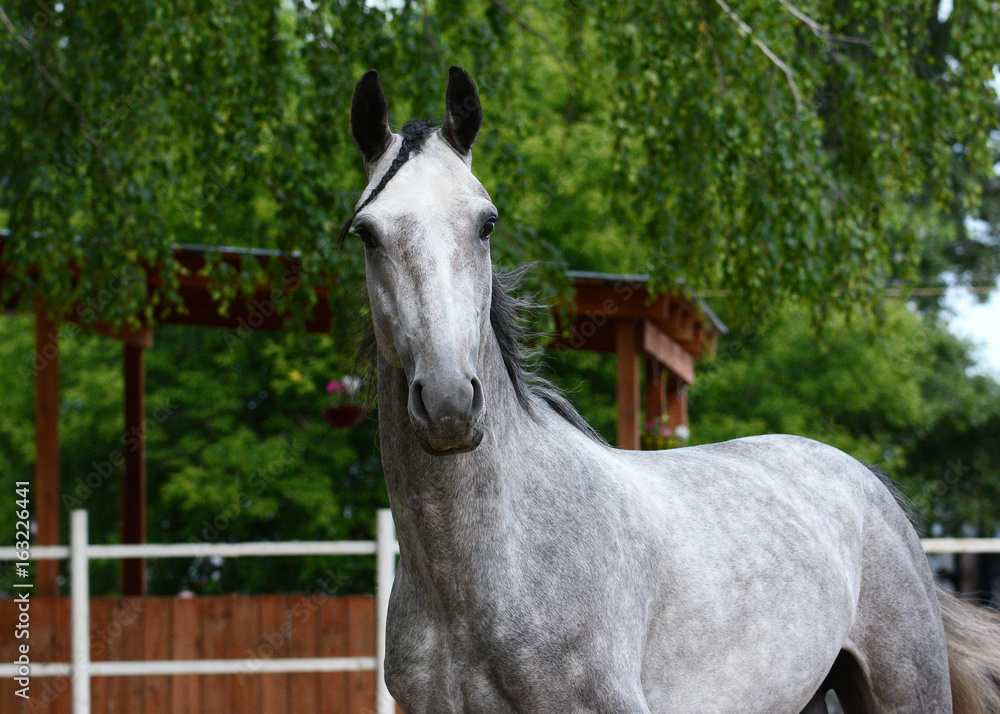 Portrait of a gray sport horse in motion