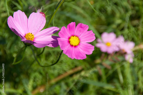 cosmos flower