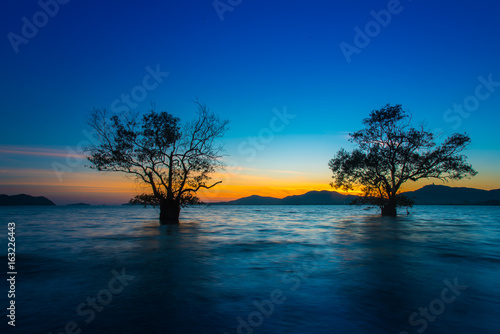 Landscape beautiful mangrove tree with a colorful sunset,Phuket,Thailand. © satit