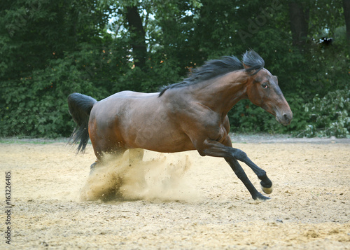 The bay sport horse gallop on freedom  on green background