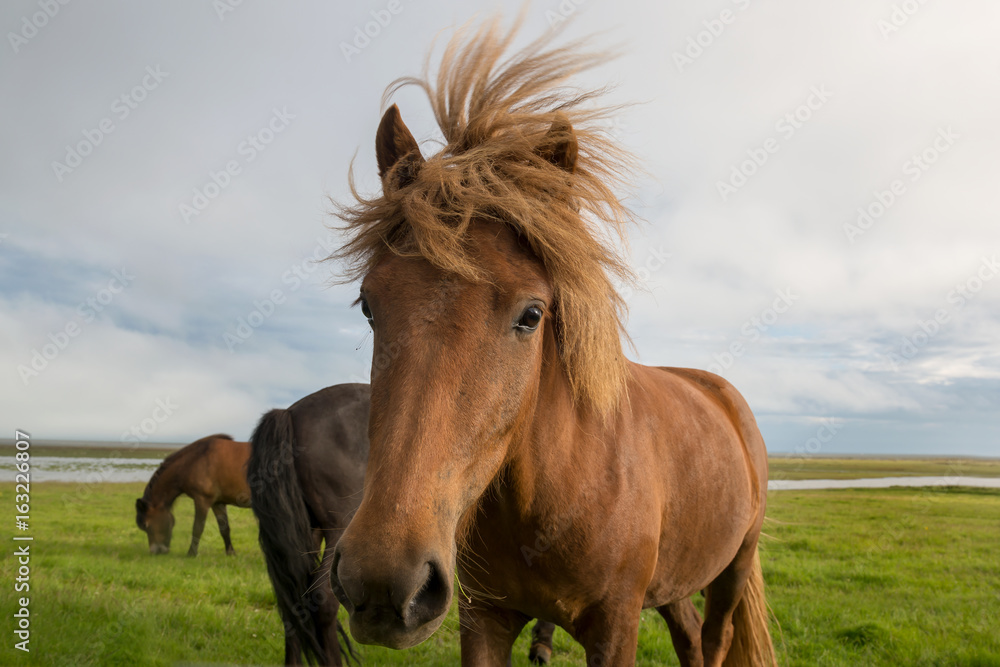 Horse Horse
