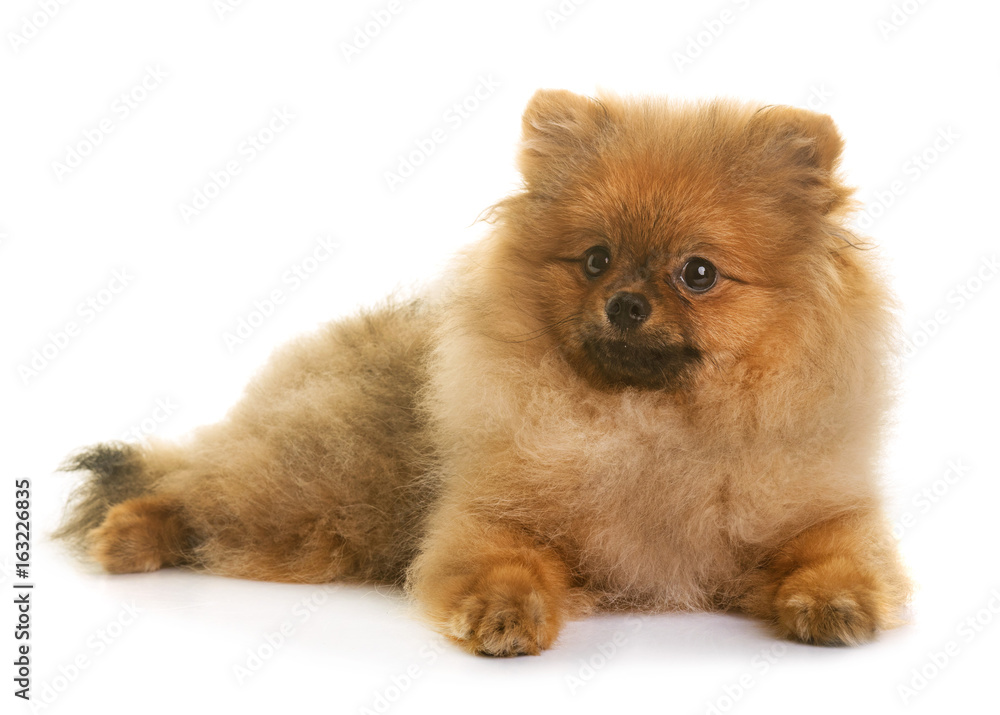 pomeranian dog in studio pomeranian dog in studio