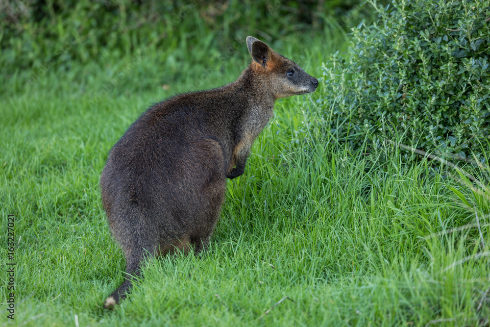 Wallaby in the grass looking at a bush