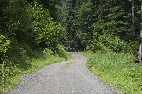 road through a forest in mountain  