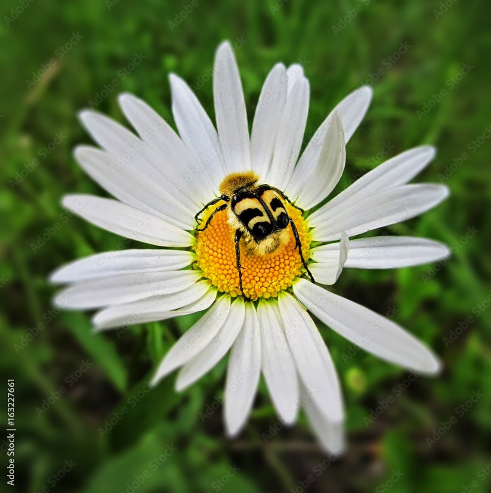 Striped beetle on chamomile. Striped beetle on chamomile.