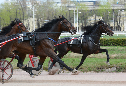 Three horse trotter breed in motion on hipodrome