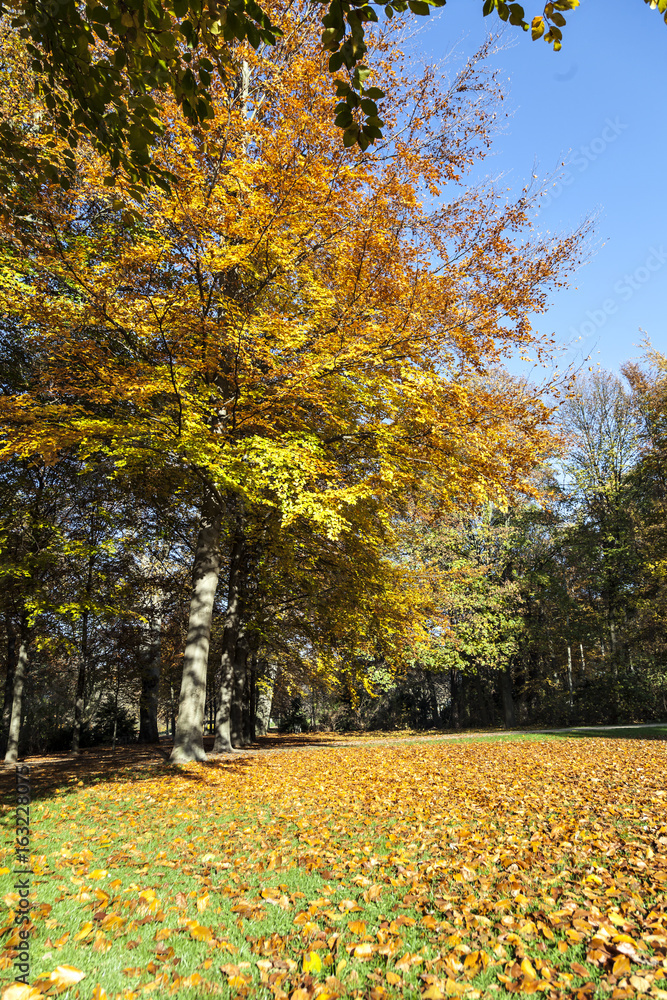Wiese und Bäume im Tiergarten in Berlin im Herbst