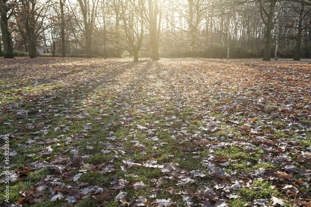 Park im Spätherbst Park im Spätherbst