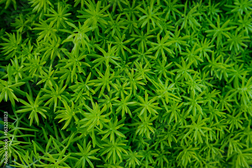 Top view of green and fresh succulent plant, background, tropical photo