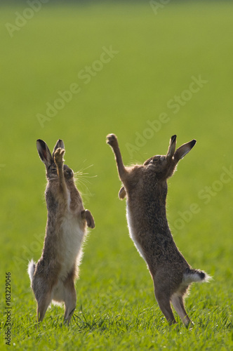 Brown Hares (lepus europaeus) boxing
