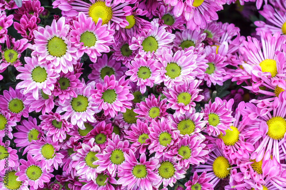 Beautiful flower and green leaf background in garden at sunny summer or spring day. Beautiful flower and green leaf background in garden at sunny summer or spring day.