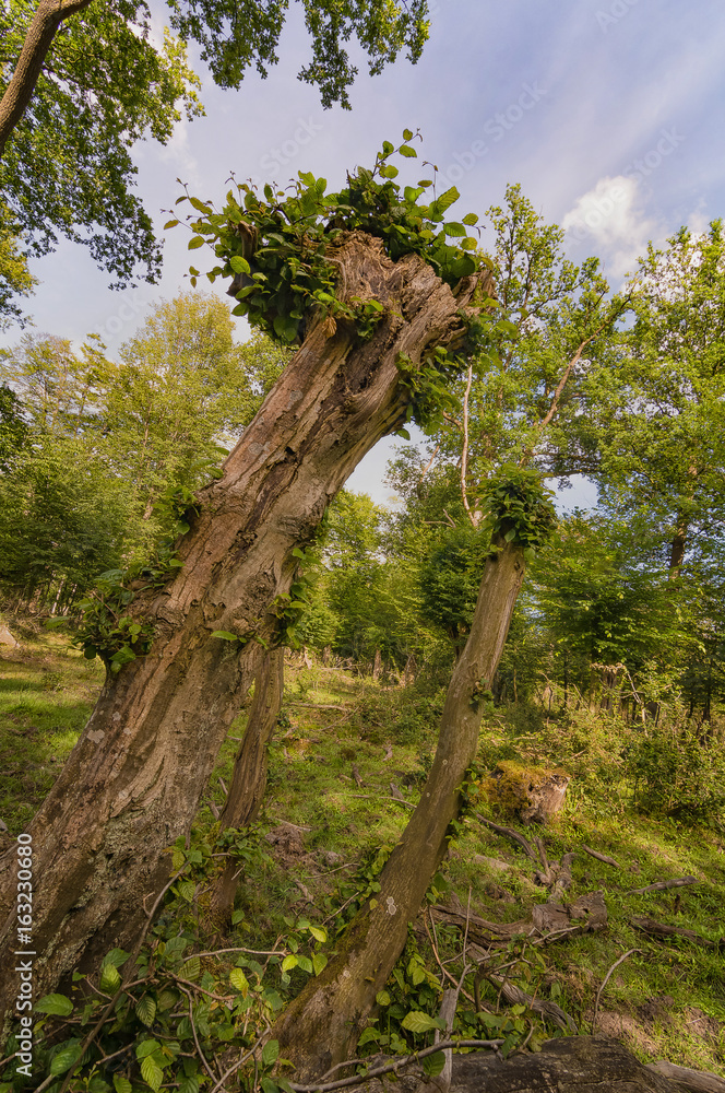 Fototapeta premium Hute- und Schneitelwald in Bad Bentheim