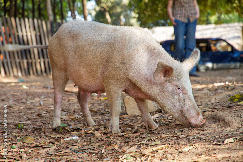 domestic pig (sus scrofa) in a village in Madagascar domestic pig (sus scrofa) in a village in Madagascar