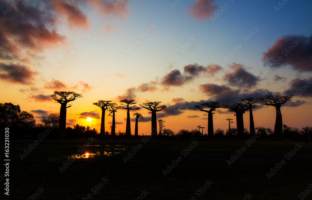 Beautiful Baobab trees at sunset at the avenue of the baobabs in Madagascar Beautiful Baobab trees at sunset at the avenue of the baobabs in Madagascar