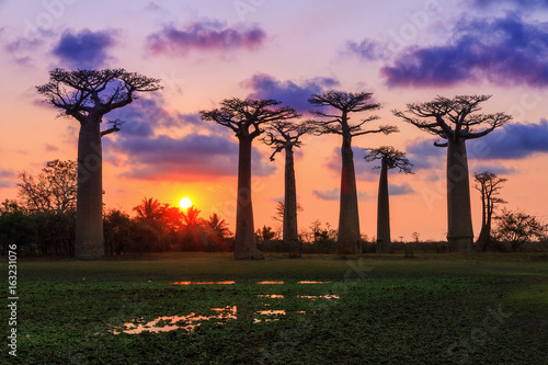 Fototapeta Beautiful Baobab trees at sunset at the avenue of the baobabs in Madagascar