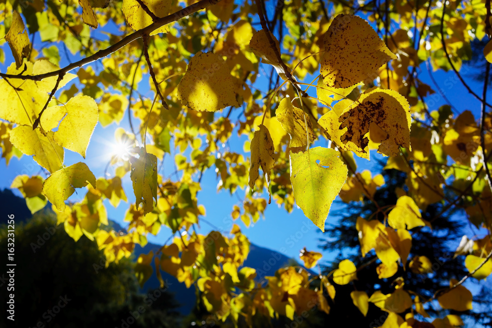 Beautiful backlit photo of yellow leaves in Autumn , Queenstown , South Island of New Zealand Beautiful backlit photo of yellow leaves in Autumn , Queenstown , South Island of New Zealand