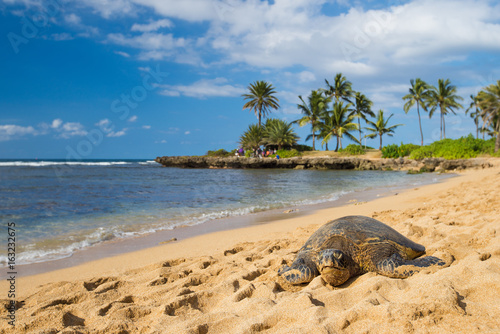 green sea turtle at haleiwa beach, Oahu, Hawai'i photo