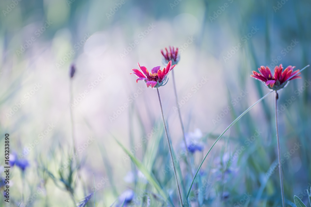 Gentle red color on a summer meadow. Beautiful natural background.
Gentle red color on a summer meadow. Beautiful natural background.