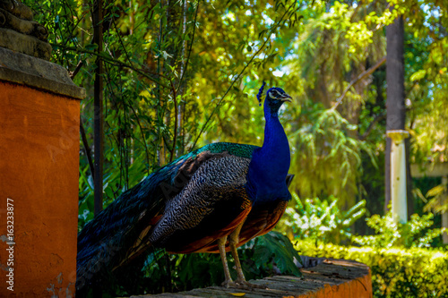 Pavo Real en jardines de Alcazar, Sevilla