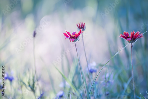 Gentle red color on a summer meadow. Beautiful natural background. 