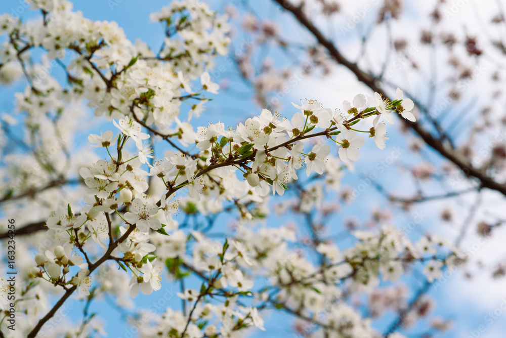 Blossoming of cherry flowers in spring time against blue sky, natural seasonal background