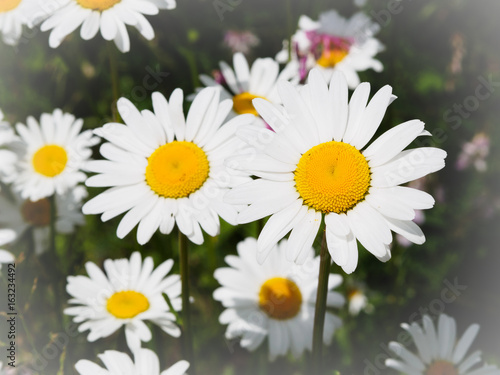 Beautiful daisies in lights of summer sun