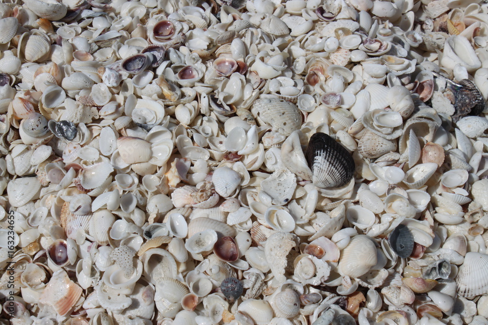 Fototapeta premium Muschelstrand