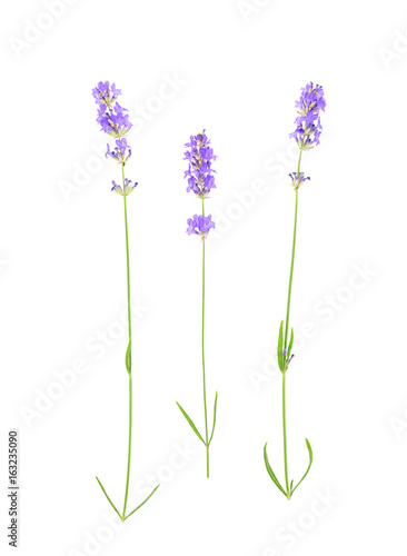 Lavender flowers isolated on white background.
