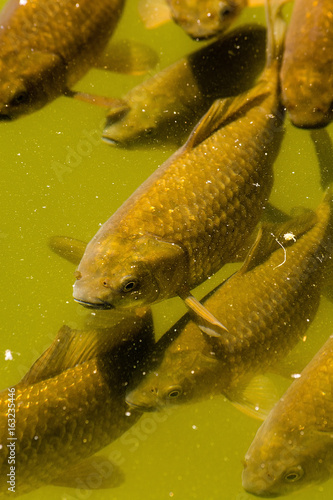 Carp in the water