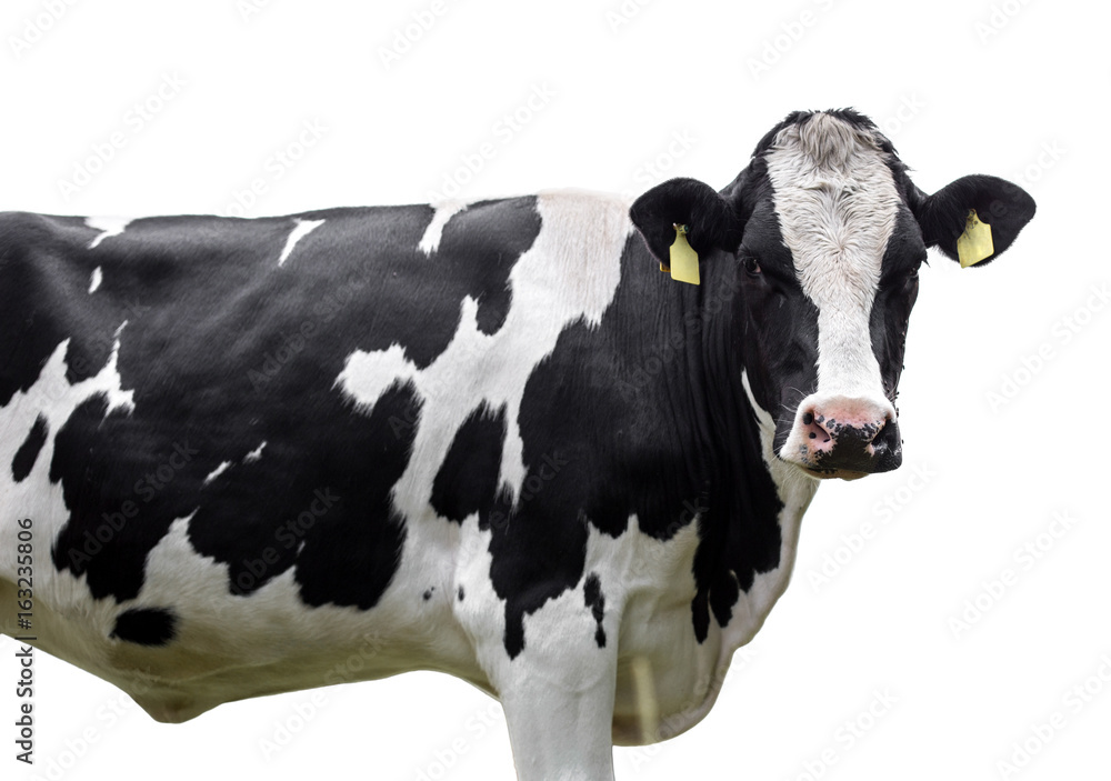  cow isolated on white. Talking black and white cow.