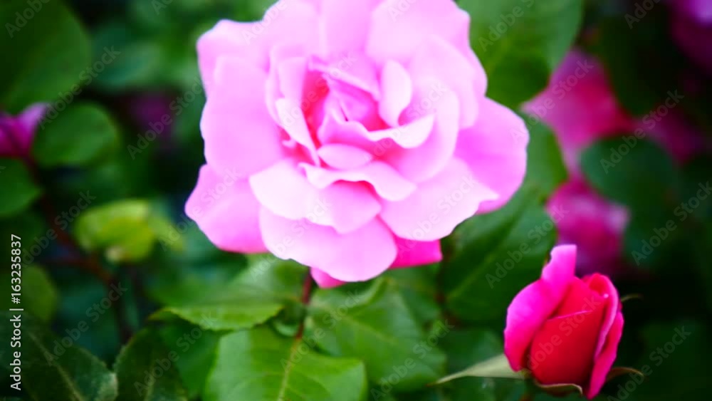 Pink roses in the Park. Flower garden with roses. Tender roses growing in the garden. Pink roses among green leaves. Blooming flowers blurred. Pink roses in the Park. Flower garden with roses. Tender roses growing in the garden. Pink roses among green leaves. Blooming flowers blurred.