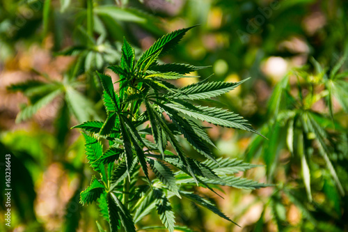 Cannabis (Marijuana) plant