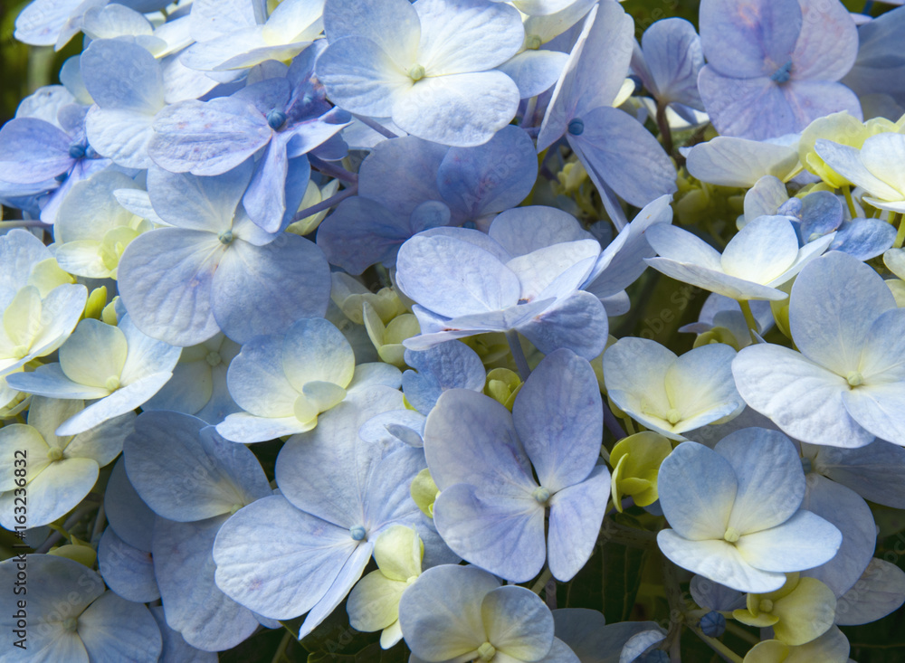 Hortensia, inflorescence of lilac flowers with many flowers. Hortensia, inflorescence of lilac flowers with many flowers.