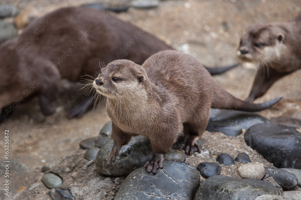 Oriental small-clawed otter (Amblonyx cinereus) Oriental small-clawed otter (Amblonyx cinereus)