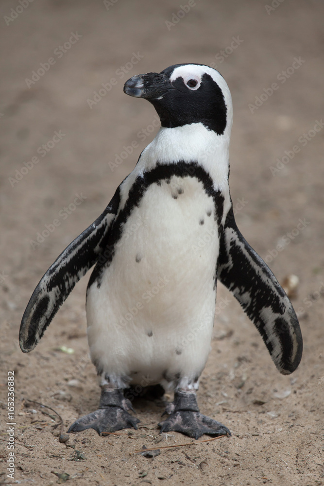 Fototapeta premium African penguin (Spheniscus demersus)