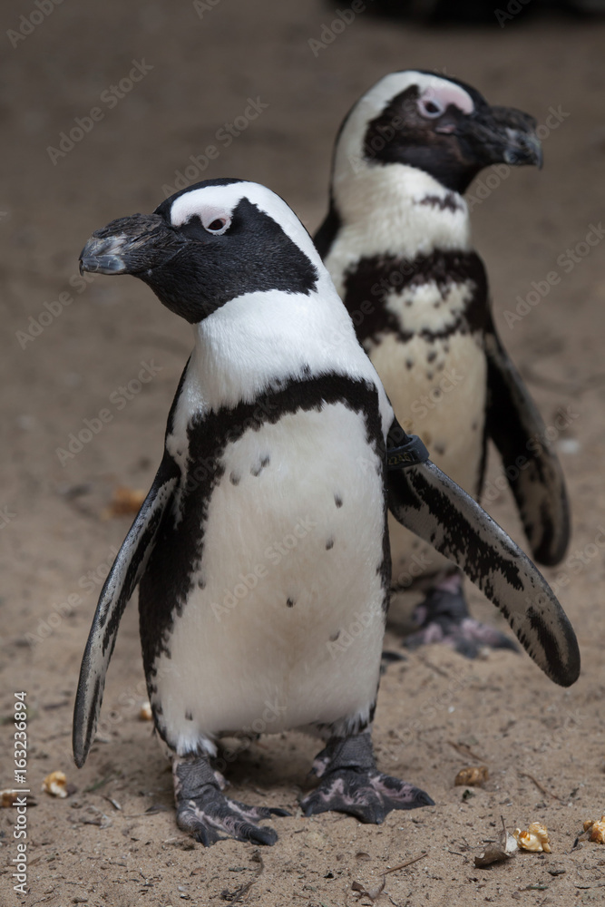 Naklejka premium African penguin (Spheniscus demersus)