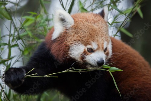 Fototapeta Naklejka Na Ścianę i Meble -  Western red panda (Ailurus fulgens fulgens)