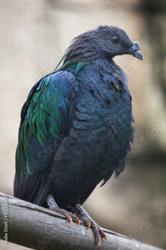 Nicobar pigeon (Caloenas nicobarica). © Vladimir Wrangel
