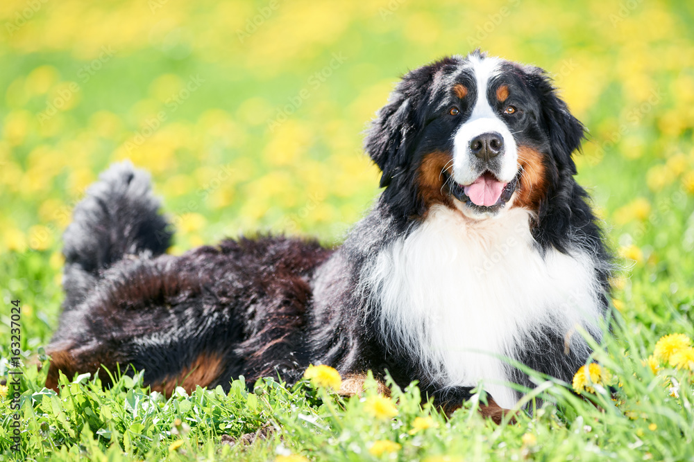 Bernese Sennenhund purebred shepherd dog in field Bernese Sennenhund purebred shepherd dog in field