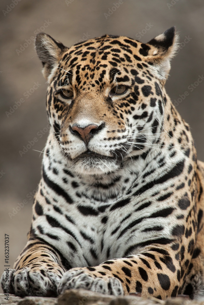 Obraz premium Jaguar (Panthera onca).