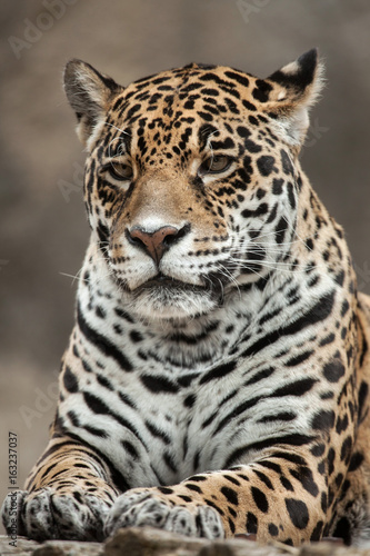 Jaguar (Panthera onca). © Vladimir Wrangel