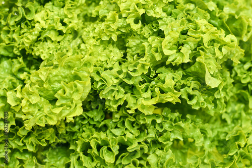 fresh green and raw Lettuce background. Healthy food