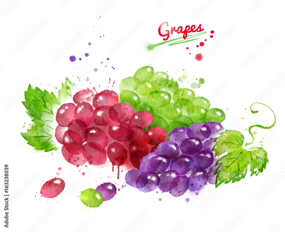 Watercolor illustration of bunches of grapes