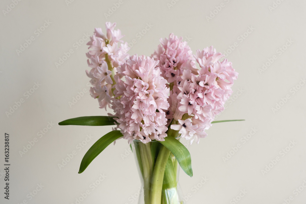 Fototapeta premium Close up of pink hyacinth flowers in glass vase against neutral background (selective focus)